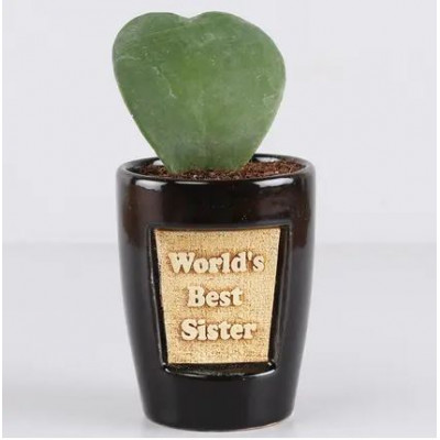 Hoya Plant For Best Sister